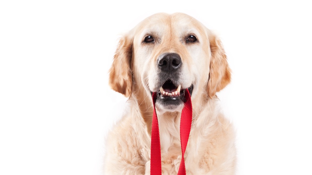 Rompan filas; perro del ejército sorprende en redes sociales