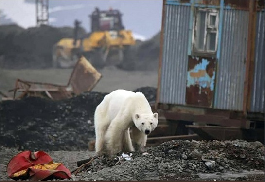 Cansado y hambriento fue captado un oso polar en busca de comida Cansado y hambriento fue captado un oso polar en busca de comida