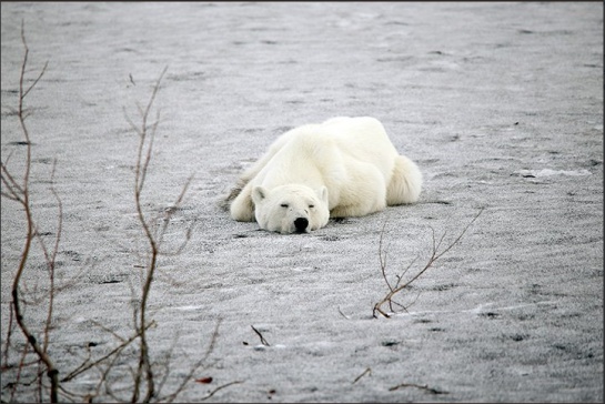 Cansado y hambriento fue captado un oso polar en busca de comida Cansado y hambriento fue captado un oso polar en busca de comida