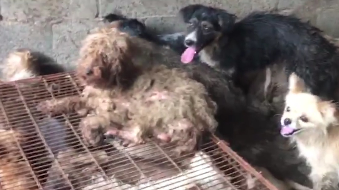 Logran salvar a 62 perritos que iban a perder la vida siendo cocinados