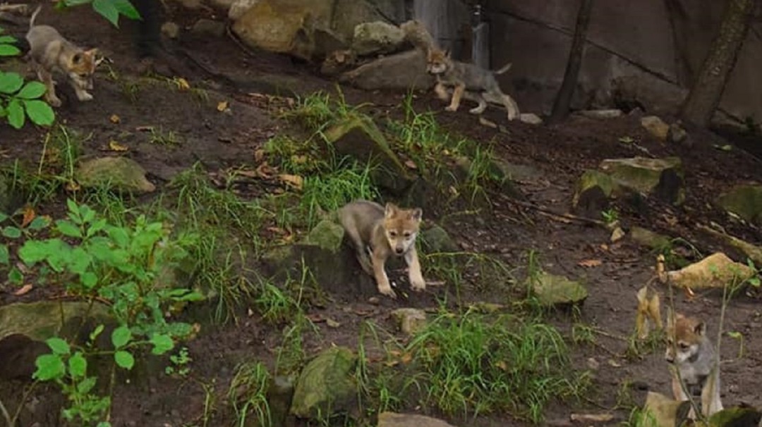 Nacen lobos mexicanos en el zoológico de Chapultepec en la CDMX