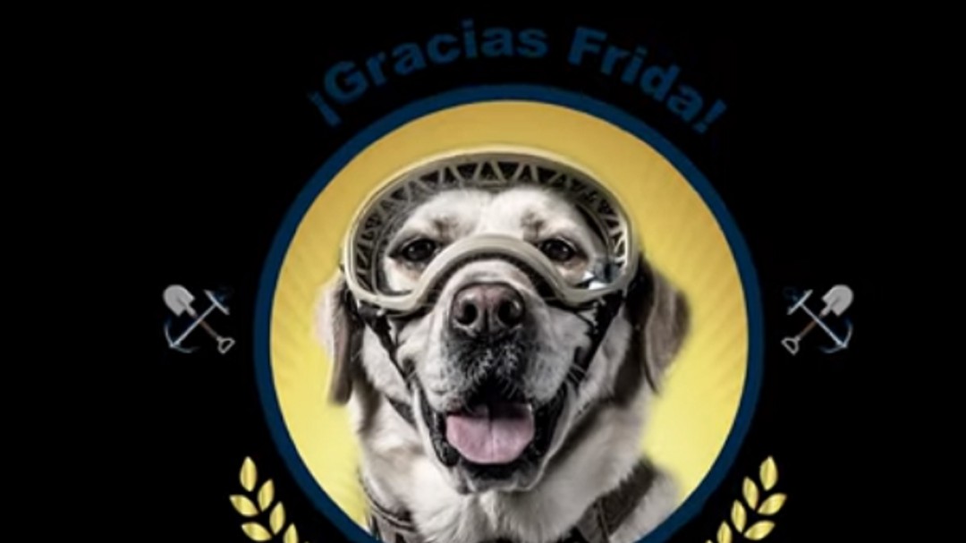 Gracias Frida; se jubila la perrita que apoyó en los rescates del 19S