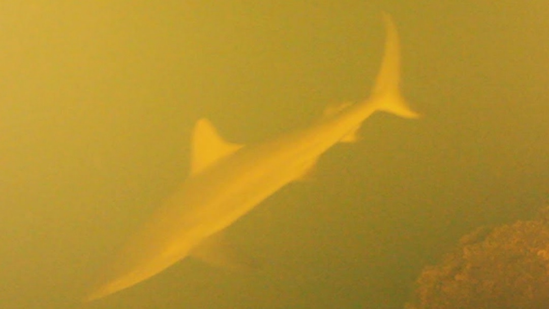 Científicos descubren tiburones vivos en cráter de volcán activo