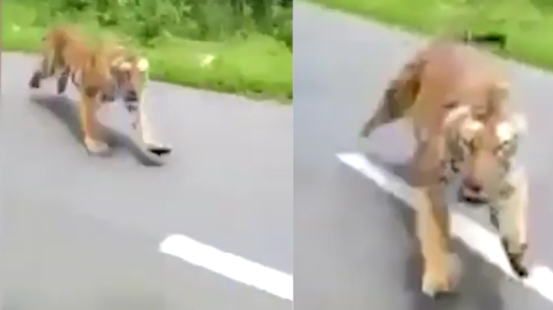 Así reaccionó un tigre contra motociclistas que cruzaron reserva natural
