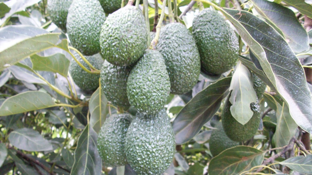 Buscan pruebas para denunciar a productores de aguacate