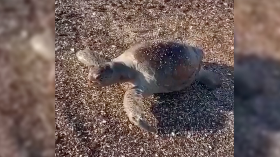 En Mar de Cortés captan especies marinas sin vida tras derrame de ácido