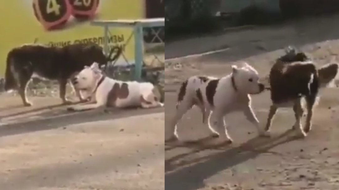 Qué buen corazón; perrito callejero libera a otro y juntos se van de paseo