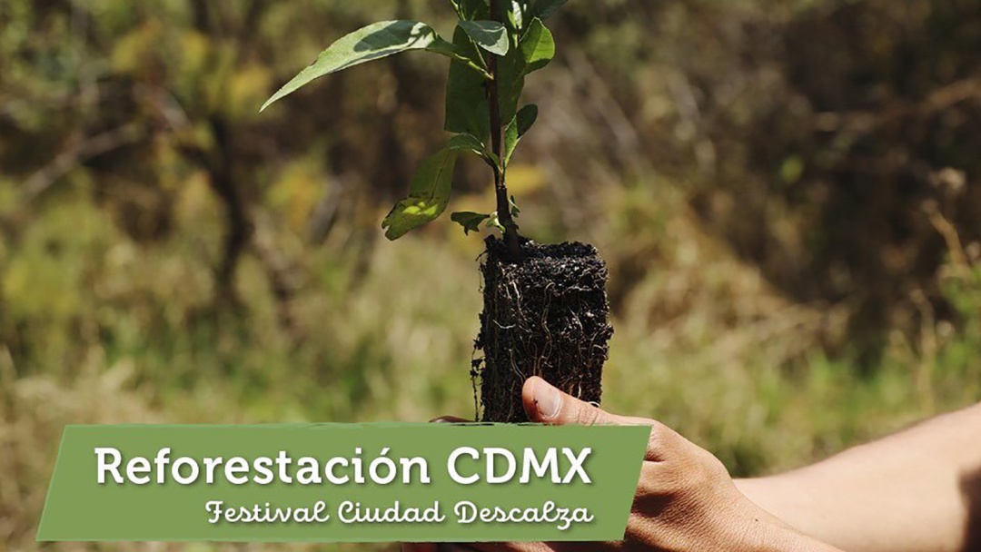 Ciudad Descalza, un evento para reforestar la Ciudad de México