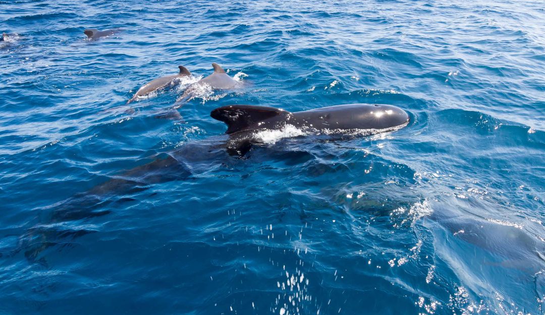 Día Mundial de las Ballenas y los Delfines