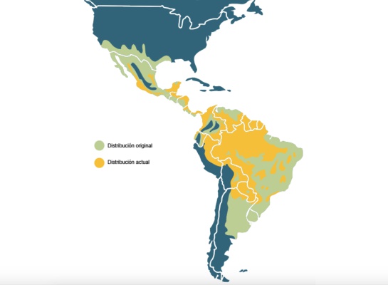 Salvando al jaguar: la misión de científicos mexicanos dentro de la selva Salvando al jaguar: la misión de científicos mexicanos dentro de la selva
