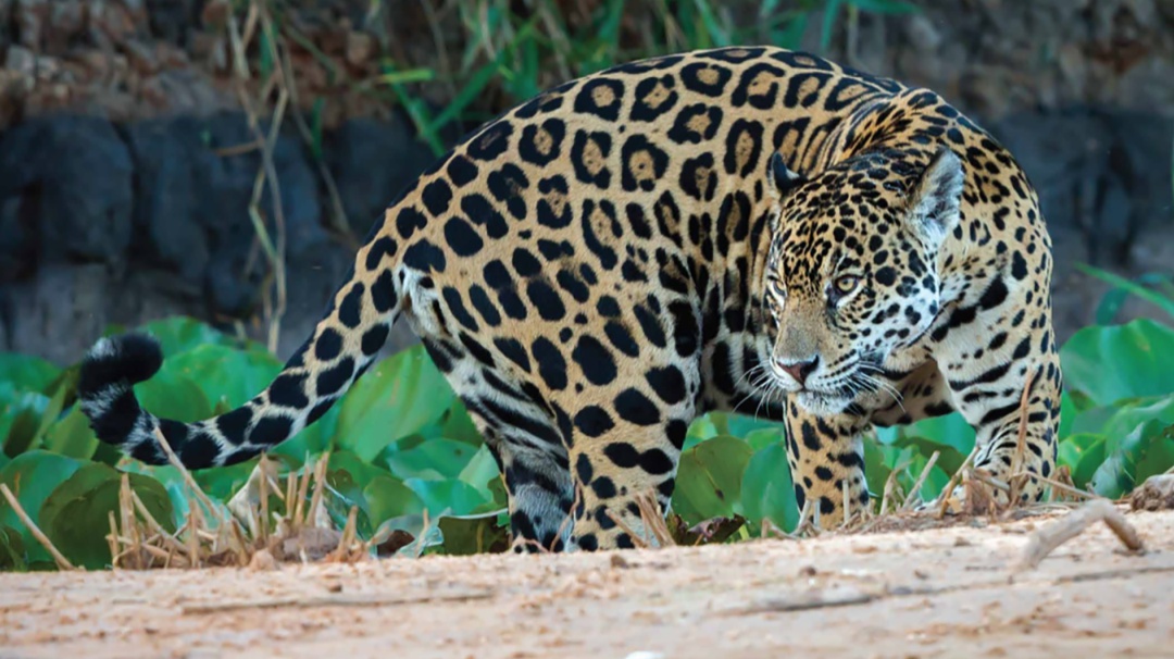 Salvando al jaguar: la misión de científicos mexicanos dentro de la selva