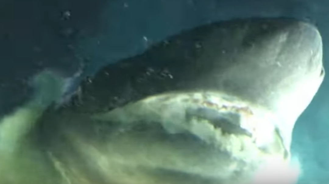 Captan a tiburón más antiguo que los dinosaurios en el Golfo de México