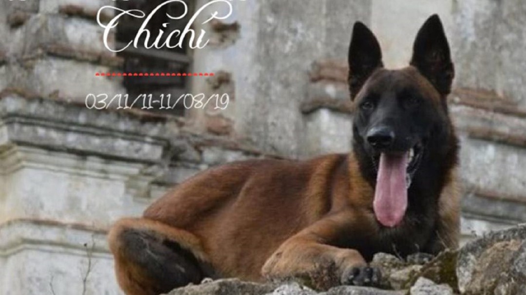 Noticia tan triste; Chichí, el perro rescatista en el 19S perdió la vida