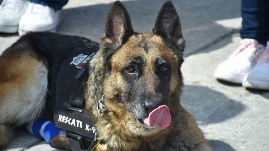 SOPITAS: México ha perdido a un Héroe; Chichí el perro rescatista