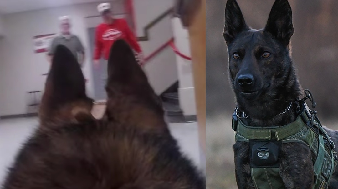 Ex militar entrena a perros K9 para abatir a tiradores activos