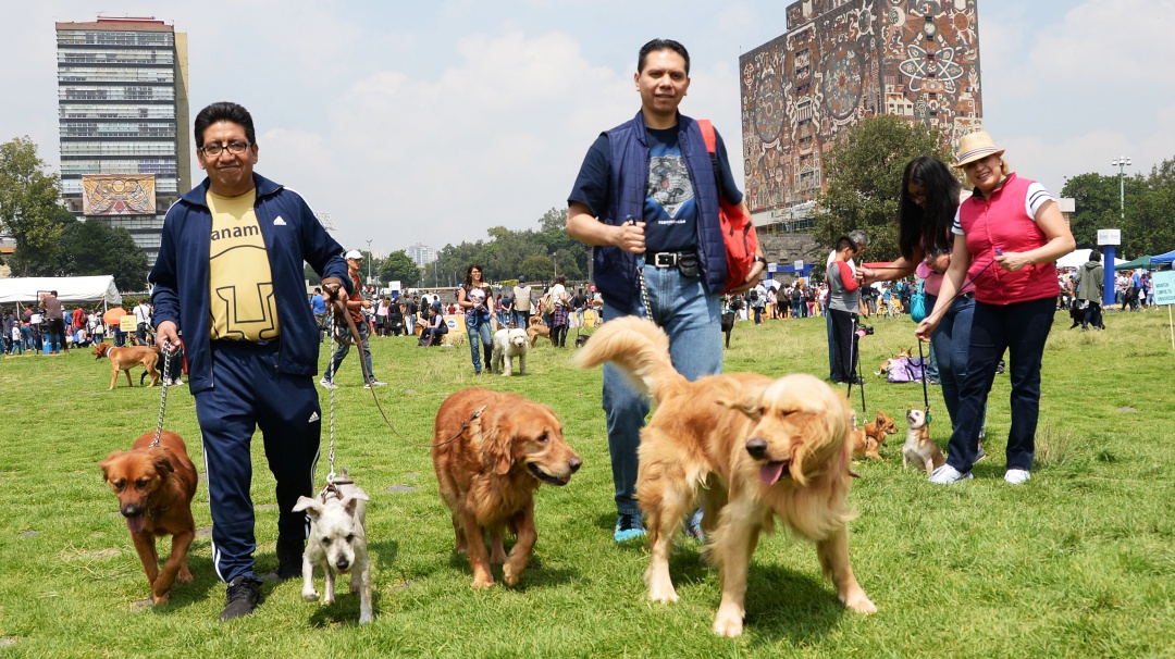 Se tendrán vacunas y esterilizaciones gratis para tu mascota en CU