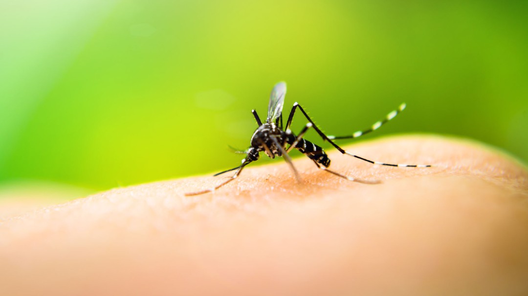 SSJ tomará medidas para combatir al Dengue