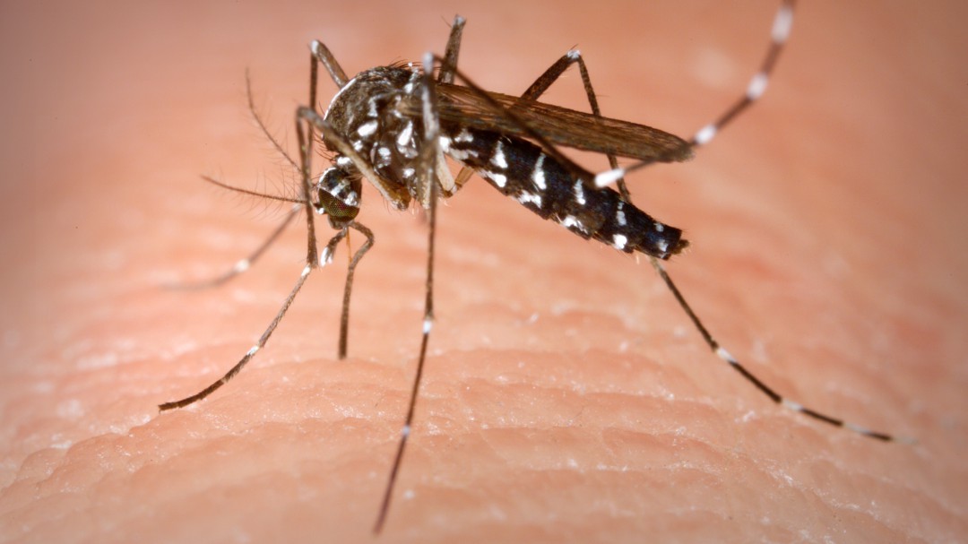 Escuelas de Jalisco toman prevenciones ante el dengue