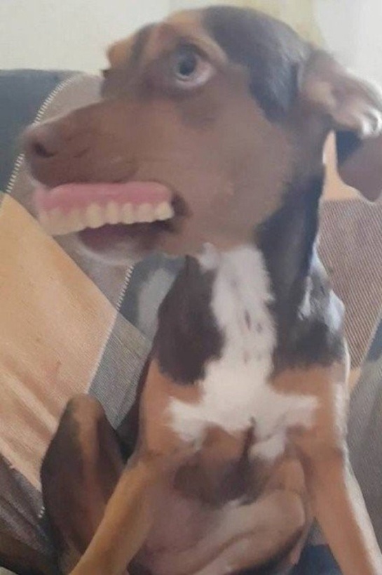 Luna, la perrita que se robó la dentadura postiza de una abuelita Luna, la perrita que se robó la dentadura postiza de una abuelita