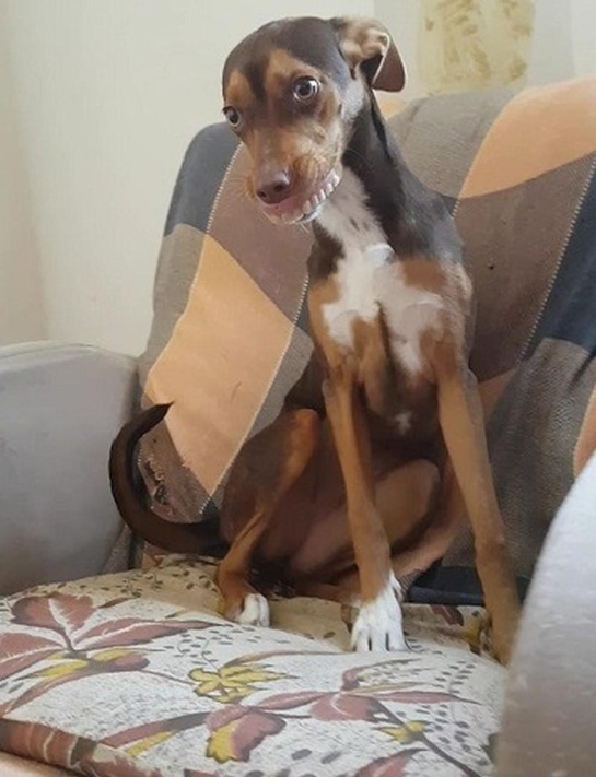 Luna, la perrita que se robó la dentadura postiza de una abuelita Luna, la perrita que se robó la dentadura postiza de una abuelita