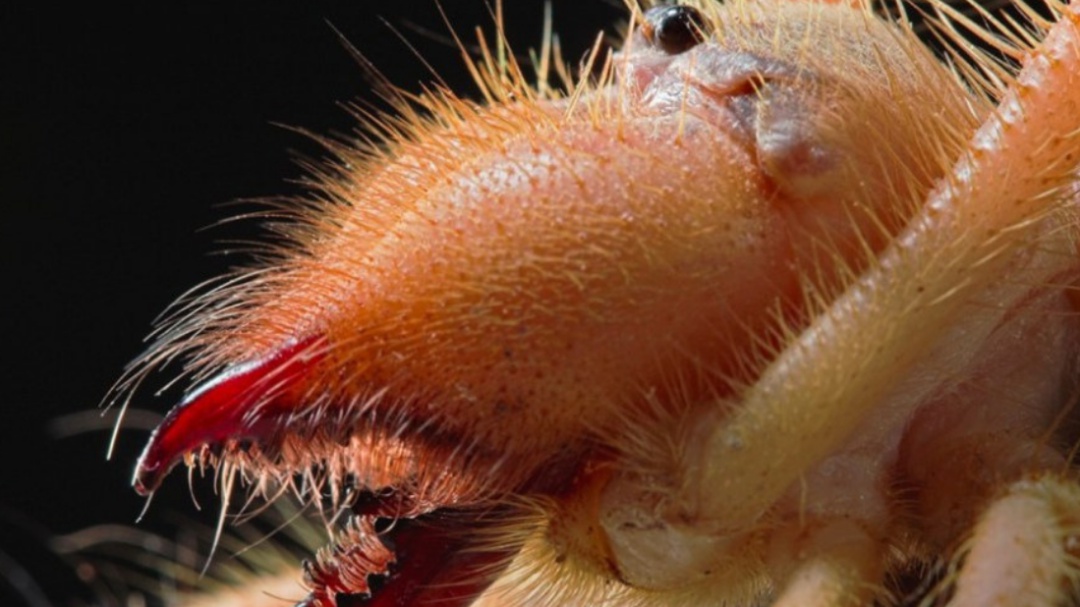 Descubren "araña camello" que es capaz de comer carne humana