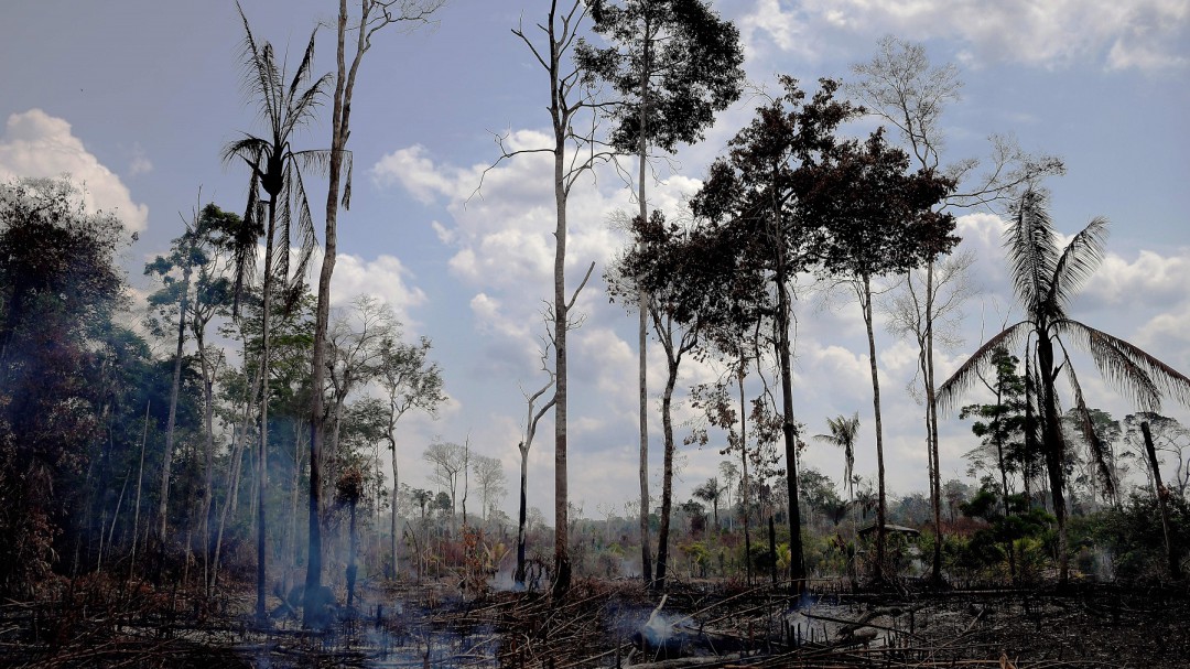 SOPITAS: Fake News de la Amazonía