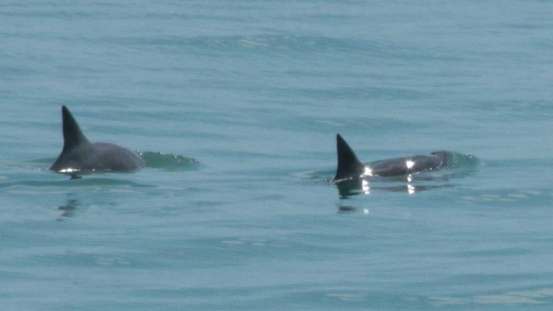 Se logra el avistamiento de seis vaquitas marinas