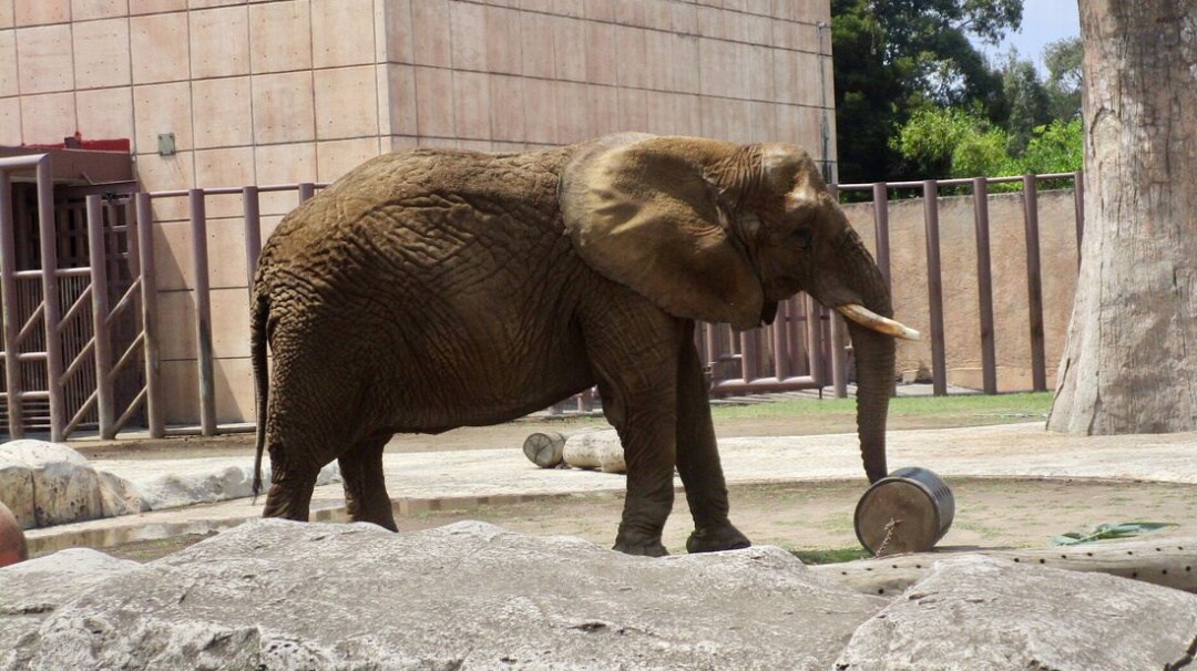 En Zoológico de Aragón animales descuidados comen hasta su excremento