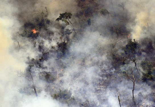 Las llamas provocaron daños “irreversibles” en bosques primarios Las llamas provocaron daños “irreversibles” en bosques primarios
