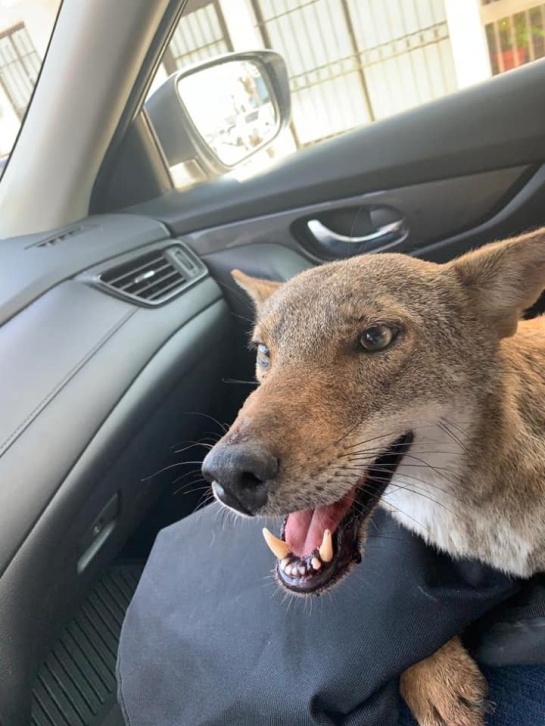 Manifestó que “Pancho” como bautizó al coyote, fue arrollado por un vehículo en las afueras de Ciudad Victoria Manifestó que “Pancho” como bautizó al coyote, fue arrollado por un vehículo en las afueras de Ciudad Victoria