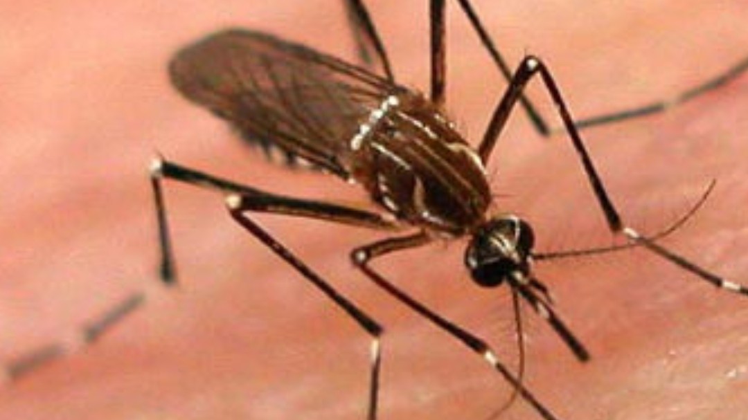 Entrevista sobre dengue, se esperan más casos en las próximas semanas