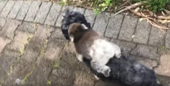 El hecho ocurrió en Australia, cuando un joven llamado Henry, se dirigio a su patio y halló a un tierno koala El hecho ocurrió en Australia, cuando un joven llamado Henry, se dirigio a su patio y halló a un tierno koala