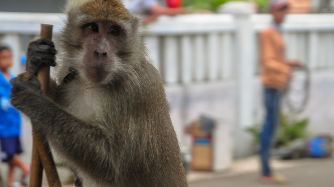 Captan supuesto maltrato animal en un laboratorio y animalistas denuncian