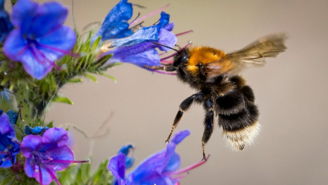 SOPITAS: ABEJAS los animales más importantes del planeta