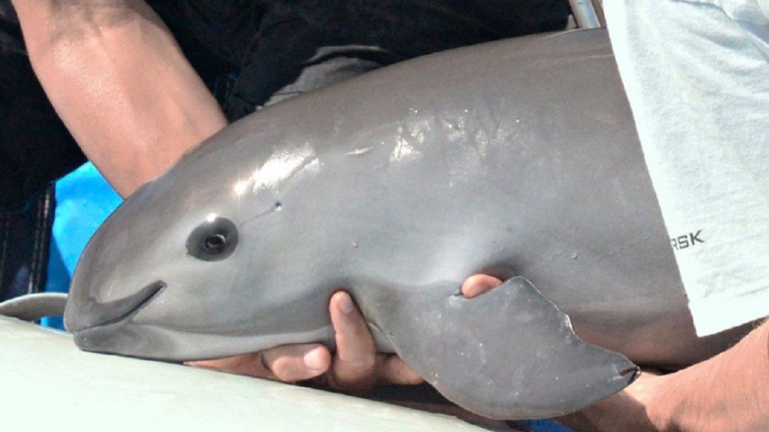 Pronta solución a problema de vaquita marina: CNDH