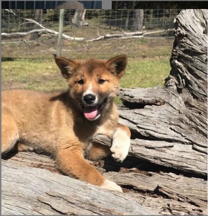 El dingo es comúnmente descrito como un perro salvaje australiano El dingo es comúnmente descrito como un perro salvaje australiano