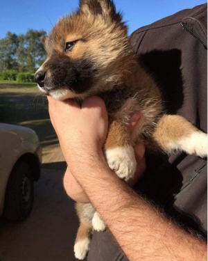  Los dingos de raza pura tienen pelo blanco en las patas y pecho Los dingos de raza pura tienen pelo blanco en las patas y pecho