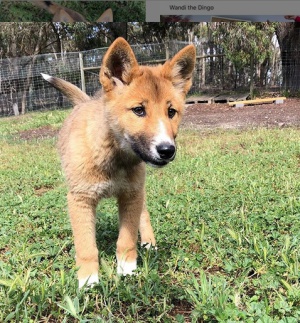 Los dingos no ladran tanto como los perros ordinarios, los dingos aúllan mucho y frecuentemente Los dingos no ladran tanto como los perros ordinarios, los dingos aúllan mucho y frecuentemente