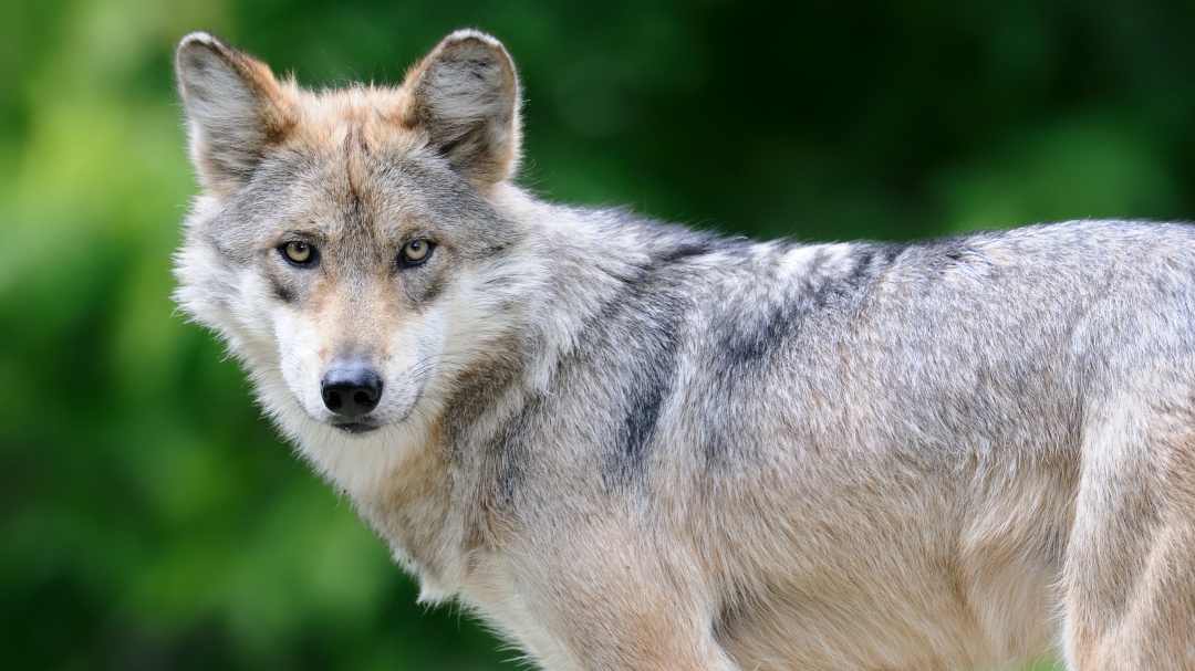 No todo está perdido; cachorritos de Lobo Mexicano continúan naciendo