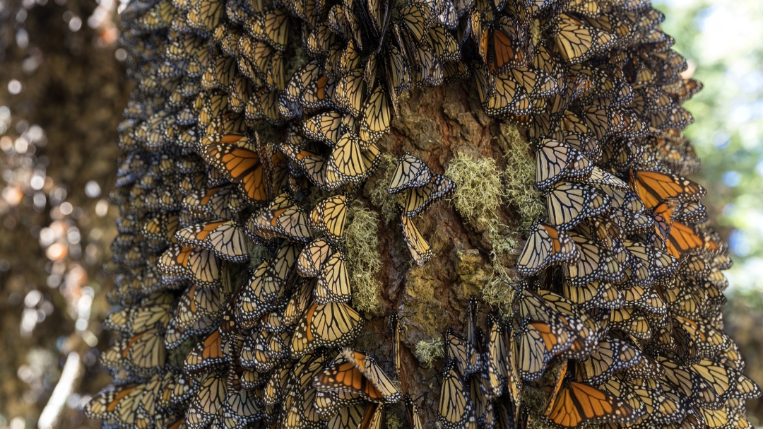 Santuarios de la mariposa monarca; todos los detalles para que los visites