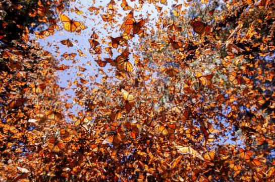 Es recomendable que visites el santuario de la mariposa monarca durante las primeras horas de la mañana entre 9:00 y 10:00 que es cuando las mariposas están más activas y voladoras Es recomendable que visites el santuario de la mariposa monarca durante las primeras horas de la mañana entre 9:00 y 10:00 que es cuando las mariposas están más activas y voladoras