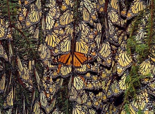 Cada año los santuarios de las mariposas son visitados por miles de turistas tanto nacionales como extranjeros, lo cual constituye uno de los atractivos más importantes del estado Cada año los santuarios de las mariposas son visitados por miles de turistas tanto nacionales como extranjeros, lo cual constituye uno de los atractivos más importantes del estado