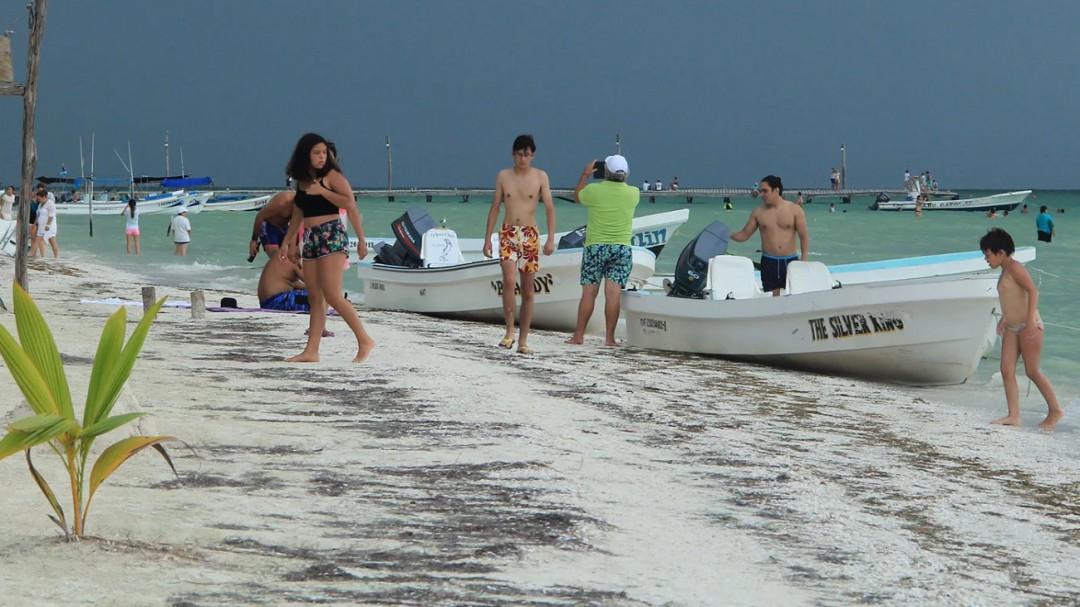 Llega pasto marino a Holbox, no afecta como el sargazo