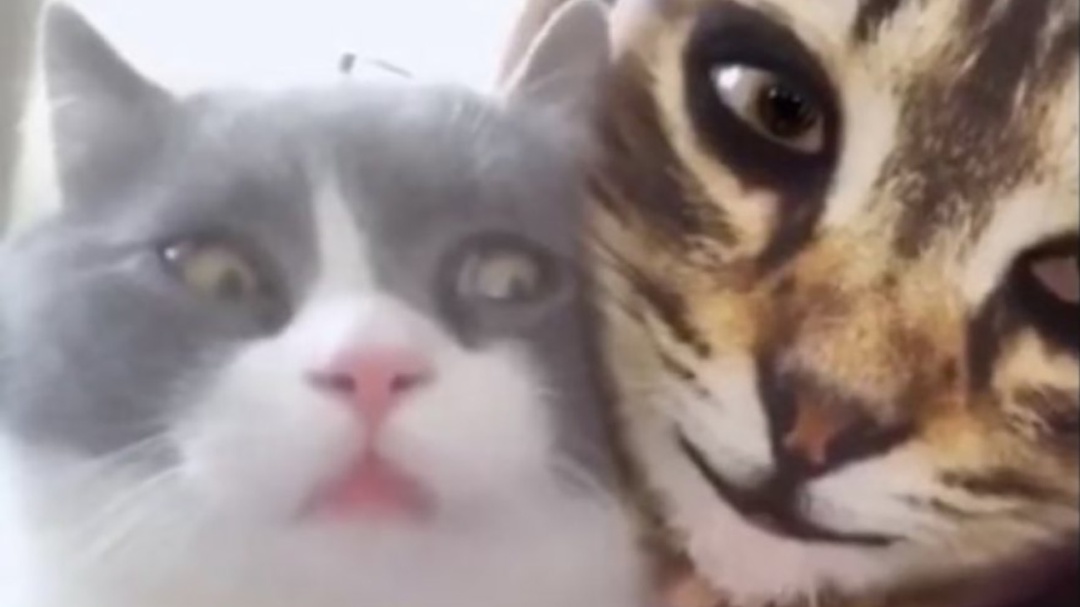 Gatitos caen en broma viral de sus dueñas y así reaccionan a filtro