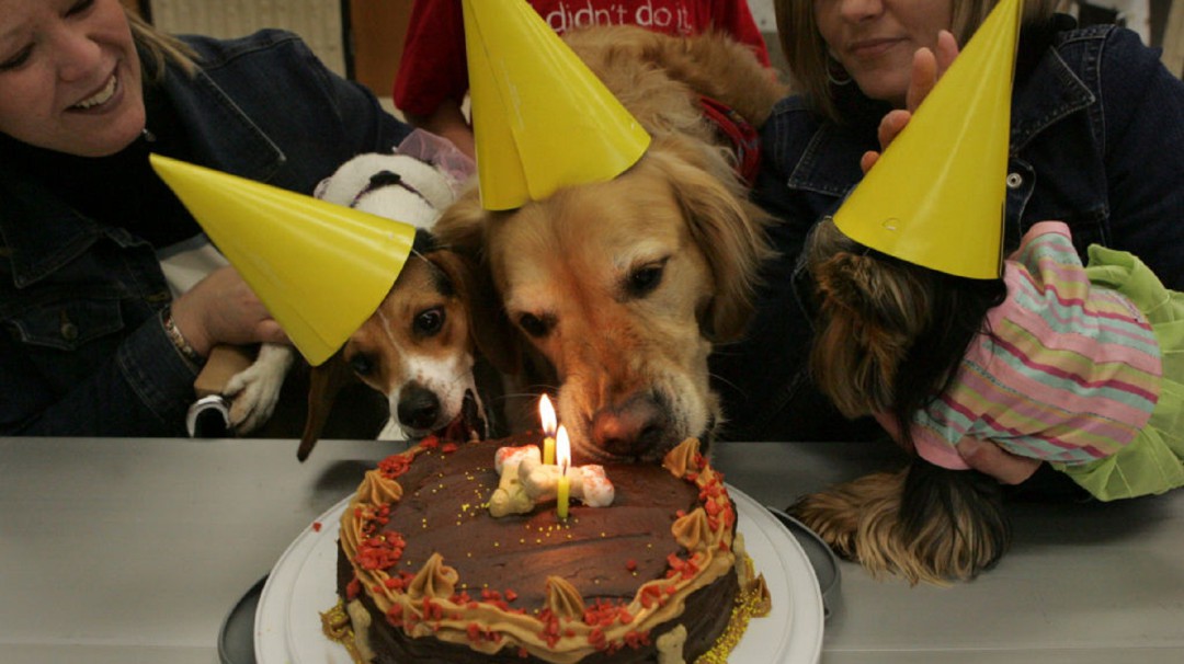 SOPITAS: Conoce la fórmula para calcular la edad humana de tu perro