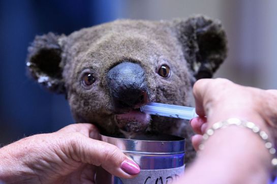 Australia-koalas-sufren-incendio-en-bosque Australia-koalas-sufren-incendio-en-bosque