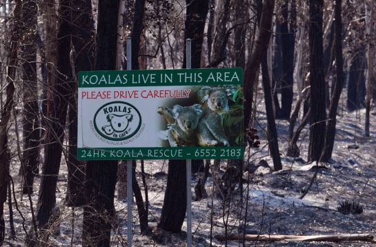 Australia-koalas-sufren-incendio-en-bosque Australia-koalas-sufren-incendio-en-bosque