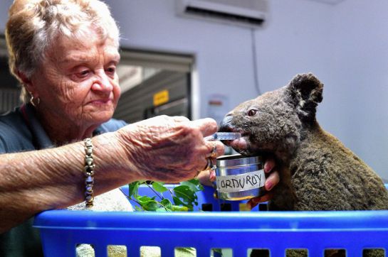 Australia-koalas-sufren-incendio-en-bosque Australia-koalas-sufren-incendio-en-bosque