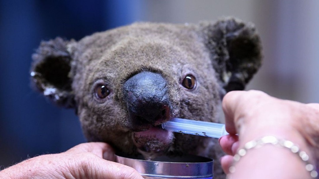 Koalas sufren los incendios en Australia