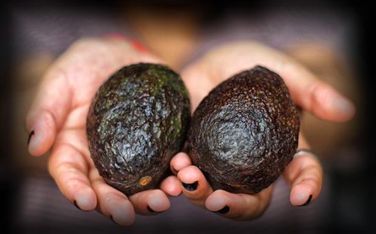 100 gramos al día de aguacate son los que recomienda el IMSS para mejorar la salud 100 gramos al día de aguacate son los que recomienda el IMSS para mejorar la salud